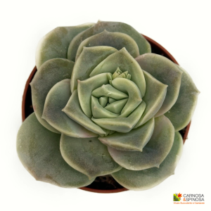 Echeveria Lovely Rose