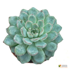 Echeveria Apus
