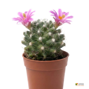 Mammillaria boolii