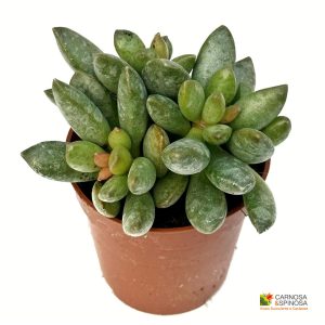 Adromischus Schuldtianus Juttae