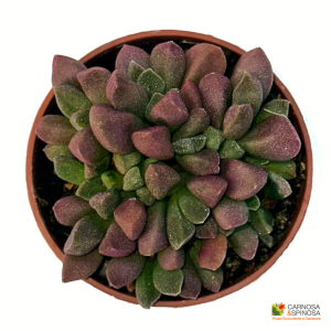 Adromischus Sp.