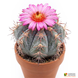 Echinocactus Horizonthalonius