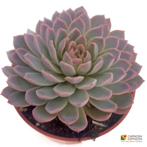 Echeveria 'Violet Queen'