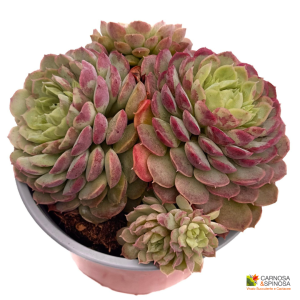 Echeveria 'Red Hole'