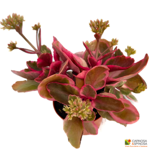 Kalanchoe Blossfeldiana f. Variegata