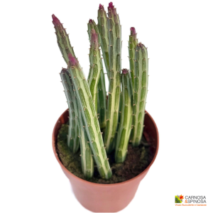 Senecio Stapeliiformis