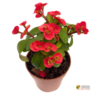 Euphorbia Milii (Fiore Rosso)