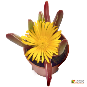 Glottiphyllum Peersii