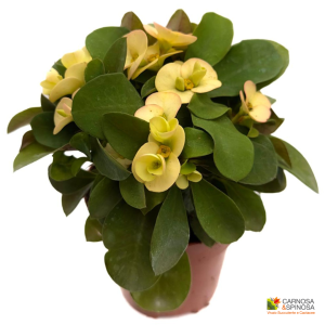 Euphorbia Milii (Fiore Giallo)