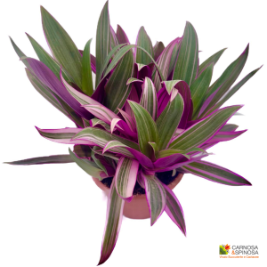 Tradescantia Spathacea 'Rhoeo' Tricolor