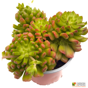 Echeveria ‘Red Lantern’