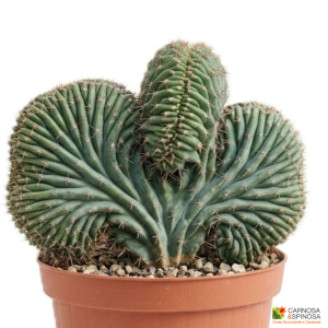 Pachycereus Pringlei f. crestato