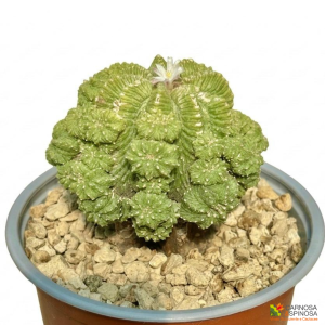 Aztekium Ritteri (Innesto)