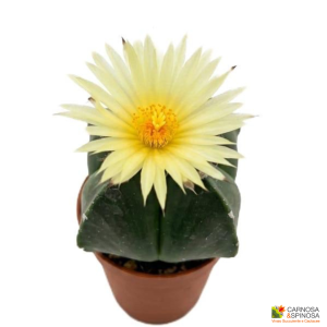 Astrophytum Myriostigma var. Quadricostatum f. nudum
