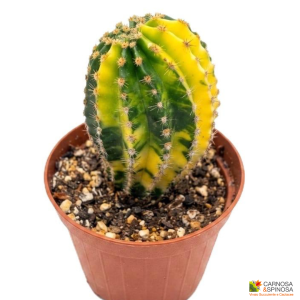 Echinopsis Eyriesii f. Variegata