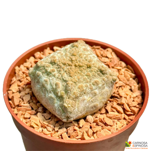 Pseudolithos Cubiformis