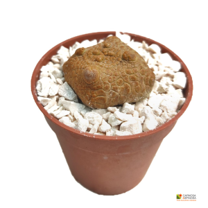 Pseudolithos Cubiformis