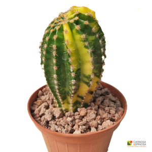 Echinopsis Eyriesii f. Variegata