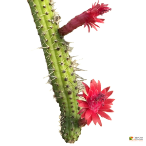 Cleistocactus Samaipatanus