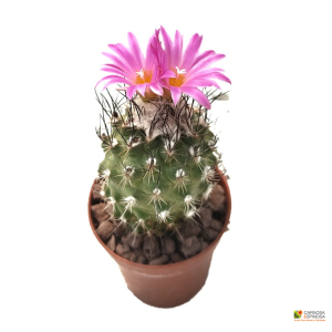 Gymnocactus Viereckii