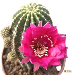 Echinopsis Hybrid