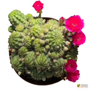 Lobivia Hybrid