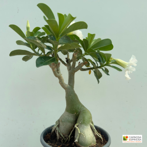 Adenium Obesum