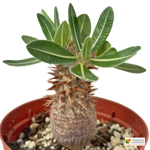 Pachypodium Eburneum