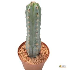 Pilosocereus Pentaedrophorus