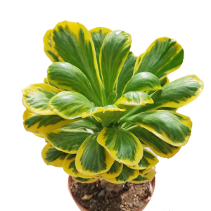 Euphorbia Poissonii f. Variegata