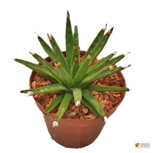 Agave Albopilosa